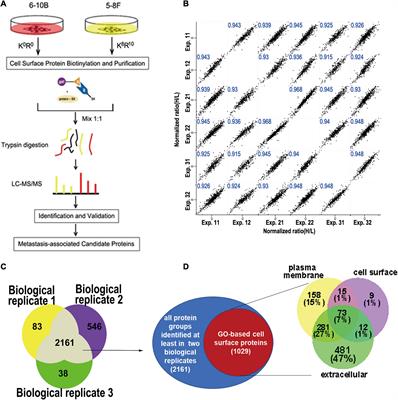 Coupling of Cell Surface Biotinylation and SILAC-Based Quantitative Proteomics Identified Myoferlin as a Potential Therapeutic Target for Nasopharyngeal Carcinoma Metastasis